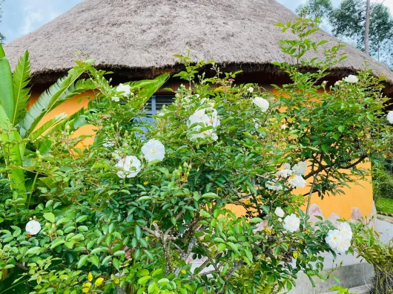 The thatched Paw Paw Cottage behind a garden of white roses.